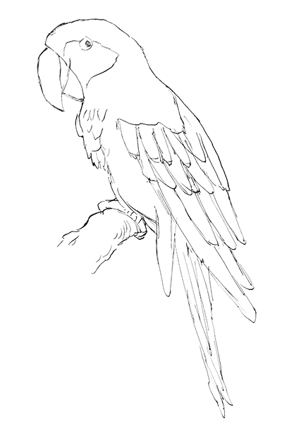 カラフル 綺麗な鳥 オウム 動物 イラスト の制作プロセスをまとめました 8 8 イラストレーター奥乃のり ファッション 建築 動物 イラストなど